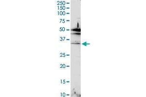 C2orf47 MaxPab rabbit polyclonal antibody. (C2orf47 抗体  (AA 1-291))