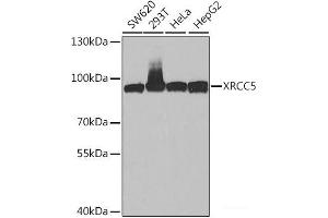 Western blot analysis of extracts of various cell lines using XRCC5 Polyclonal Antibody at dilution of 1:1000. (XRCC5 抗体)