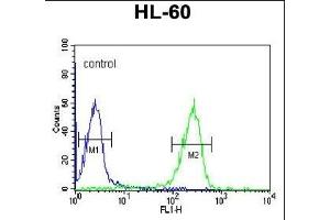 Flow Cytometry (FACS) image for anti-FK506 Binding Protein 11, 19 KDa (FKBP11) (AA 52-82), (N-Term) antibody (ABIN390761)