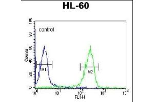 FKBP11 Antibody (N-term) (ABIN390761 and ABIN2841018) flow cytometric analysis of HL-60 cells (right histogram) compared to a negative control cell (left histogram). (FKBP11 抗体  (N-Term))