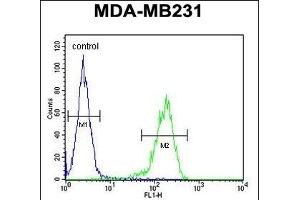 YWHAZ Antibody (Center) (ABIN652428 and ABIN2842220) flow cytometric analysis of MDA-M cells (right histogram) compared to a negative control cell (left histogram). (14-3-3 zeta 抗体  (AA 65-93))