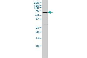 FLJ21128 monoclonal antibody (M01A), clone 4E3-3A4 Western Blot analysis of FLJ21128 expression in Hela S3 NE . (EDC3 抗体  (AA 1-508))