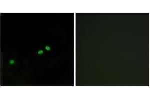 Immunofluorescence analysis of HeLa cells, using Centromeric Protein A (Phospho-Ser7) Antibody. (CENPA 抗体  (pSer7))