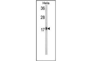 Western blot analysis in HeLa cell line lysates (35 ug/lane) using RPL31 Antibody (Center) Cat. (RPL31 抗体  (Middle Region))