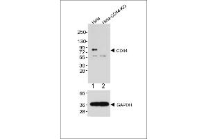 All lanes : Anti-CD44 Antibody at 1:2000 dilution (upper) Lane 1: Hela Lane 2: Hela-CD44-Knock out Lysates/proteins at 20 μg per lane. (CD44 抗体  (C-Term))