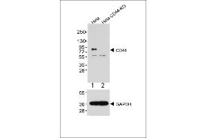 Western Blotting (WB) image for anti-CD44 (CD44) (AA 688-722), (C-Term) antibody (ABIN6242234)