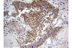 Immunohistochemistry (IHC) image for anti-Chromosome 3 Open Reading Frame 15 (C3orf15) (AA 1-313) antibody (ABIN2715591) (C3orf15 抗体  (AA 1-313))