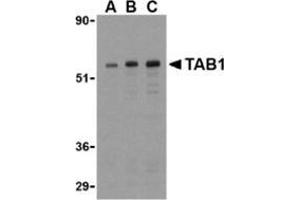 Western blot analysis of TAB1 in 3T3 cell lysate with this product at (A) 0.