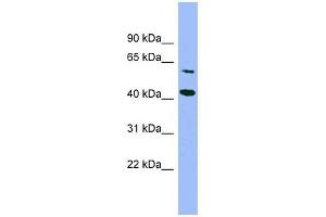 GFOD1 antibody used at 1 ug/ml to detect target protein. (GFOD1 抗体  (Middle Region))