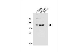 Western Blotting (WB) image for anti-Dual Specificity Phosphatase 6 (DUSP6) (AA 58-89) antibody (ABIN392864)