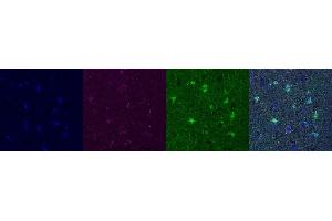 Immunohistochemistry (IHC) image for anti-Aldehyde Dehydrogenase 1 Family, Member L1 (ALDH1L1) antibody (ABIN7456025) (ALDH1L1 抗体)