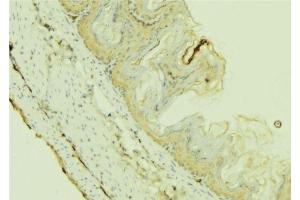 ABIN6273655 at 1/100 staining Mouse colon tissue by IHC-P. (FIL1h 抗体  (C-Term))