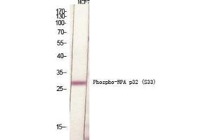 Western Blot (WB) analysis of specific cells using Phospho-RPA p32 (S33) Polyclonal Antibody. (RPA2 抗体  (pSer33))