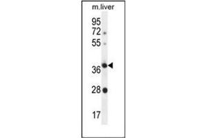 Western blot analysis of OR4A15 Antibody (C-term) in Mouse liver tissue lysates (35ug/lane). (OR4A15 抗体  (C-Term))