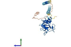 Protein Structure (PS) image for Asialoglycoprotein Receptor 2 (ASGR2) (AA 1-301) protein (His tag) (ABIN7563003)