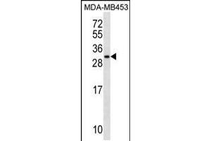 Western blot analysis in MDA-MB453 cell line lysates (35ug/lane). (MRPS10 抗体  (AA 113-141))