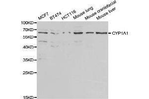 Western blot analysis of extracts of various cell lines, using CYP1A1 antibody. (CYP1A1 抗体)