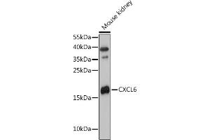 Western blot analysis of extracts of Mouse kidney, using CXCL6 antibody (ABIN7266316) at 1:3000 dilution. (CXCL6 抗体  (AA 38-114))
