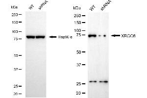 Western blotting analysis using XRCC6 antibody (ABIN7800878).