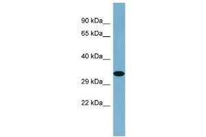 Host:  Rabbit  Target Name:  KNG1  Sample Type:  COLO205 Whole Cell lysates  Antibody Dilution:  1. (KNG1 抗体  (C-Term))
