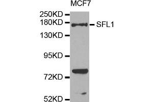 Western blot analysis of extracts of MCF7 cells, using SFI1 antibody. (SFI1 抗体)