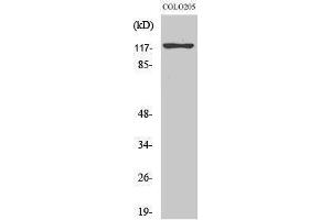 Western Blotting (WB) image for anti-Kinesin Family Member 11 (KIF11) (Ser711) antibody (ABIN3184414) (KIF11 抗体  (Ser711))