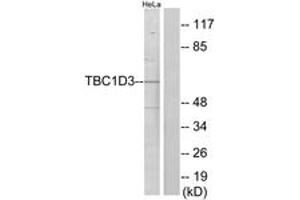 Western Blotting (WB) image for anti-TBC1 Domain Family, Member 3 (TBC1D3) (AA 481-530) antibody (ABIN2889670) (TBC1D3 抗体  (AA 481-530))
