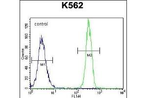 FBRSL1 Antibody (C-term) (ABIN655754 and ABIN2845198) flow cytometric analysis of K562 cells (right histogram) compared to a negative control cell (left histogram). (FBRSL1 抗体  (C-Term))