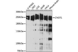 Western blot analysis of extracts of various cell line, using CNOT1 antibody (ABIN6127561, ABIN6138777, ABIN6138778 and ABIN6221649) at 1:3000 dilution. (CNOT1 抗体  (AA 2137-2376))