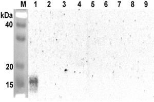 Western blot analysis using anti-ANGPTL5 (CCD) (human), pAb  at 1:2'000 dilution. (ANGPTL5 抗体  (Coiled coil domain))