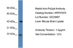 Western Blotting (WB) image for anti-Proliferation-Associated 2G4, 38kDa (PA2G4) (C-Term) antibody (ABIN2787439) (PA2G4 抗体  (C-Term))
