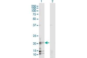 Western Blot analysis of RAMP3 expression in transfected 293T cell line by RAMP3 MaxPab polyclonal antibody.