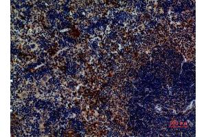 Immunohistochemistry (IHC) analysis of paraffin-embedded Mouse Spleen, antibody was diluted at 1:100. (PAX5 抗体  (Internal Region))