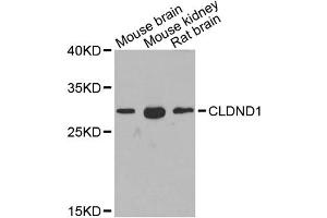 Western blot analysis of extracts of various cell lines, using CLDND1 antibody. (CLDND1 抗体)