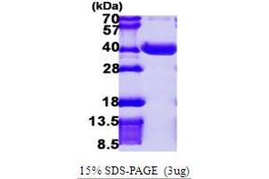 SDS-PAGE (SDS) image for N-Acetylneuraminate Pyruvate Lyase (Dihydrodipicolinate Synthase) (NPL) (AA 1-320) protein (His tag) (ABIN667431)