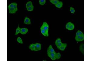 Immunofluorescence staining of HepG2 cells with ABIN7147135 at 1:66, counter-stained with DAPI. (CD2AP 抗体  (AA 333-426))