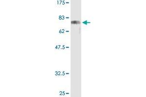 Western Blot analysis of CREB3 recombinant protein (H00010488-P01) by CREB3 purified MaxPab rabbit polyclonal antibody. (CREB3 抗体  (AA 1-371))