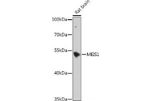Western blot analysis of extracts of Rat brain using MEIS1 Polyclonal Antibody at dilution of 1:1000. (MEIS1 抗体)