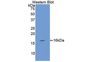 Western Blotting (WB) image for anti-Coagulation Factor VII (F7) (AA 315-433) antibody (ABIN1175152) (Factor VII 抗体  (AA 315-433))
