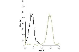 Cell surface detection of LTB4R in live intact human acute monocytic leukemia (THP-1) cell line: (black line) Control cells + goat-anti-rabbit-Cy5. (Leukotriene B4 Receptor/BLT 抗体  (2nd Extracellular Loop))