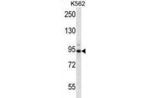 Western Blotting (WB) image for anti-Cyclin T1 (CCNT1) antibody (ABIN2995766) (Cyclin T1 抗体)