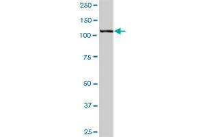 HIP1 MaxPab polyclonal antibody. (HIP1 抗体  (AA 1-1037))