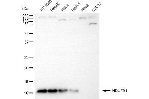 Western blotting analysis using NDUFB1 antibody (ABIN7799545). (Recombinant NDUFB1 抗体)