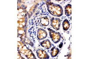 Anti-Integrin alpha 1 antibody,  IHC(P) IHC(P): Rat Intestine Tissue