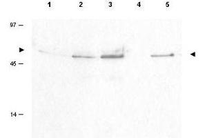 Image no. 1 for anti-Cyclin B1 (CCNB1) (pSer126) antibody (ABIN199908) (Cyclin B1 抗体  (pSer126))