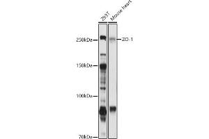 Western blot analysis of extracts of various cell lines, using ZO-1 antibody (ABIN6134745, ABIN6149194, ABIN6149195 and ABIN6215203) at 1:1000 dilution. (TJP1 抗体  (AA 1600-1700))