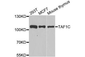 Western blot analysis of extracts of various cell lines, using TAF1C antibody. (TAF1C 抗体  (AA 70-320))