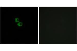 Immunofluorescence analysis of MCF7 cells, using OR51B6 Antibody.