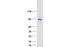 Western Blotting (WB) image for Ankyrin Repeat Domain 13C (ANKRD13C) protein (Myc-DYKDDDDK Tag) (ABIN2714719)