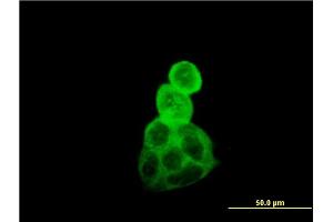 Immunofluorescence (IF) image for anti-Tubulin, alpha 1B (TUBA1B) (AA 1-451) antibody (ABIN564507)